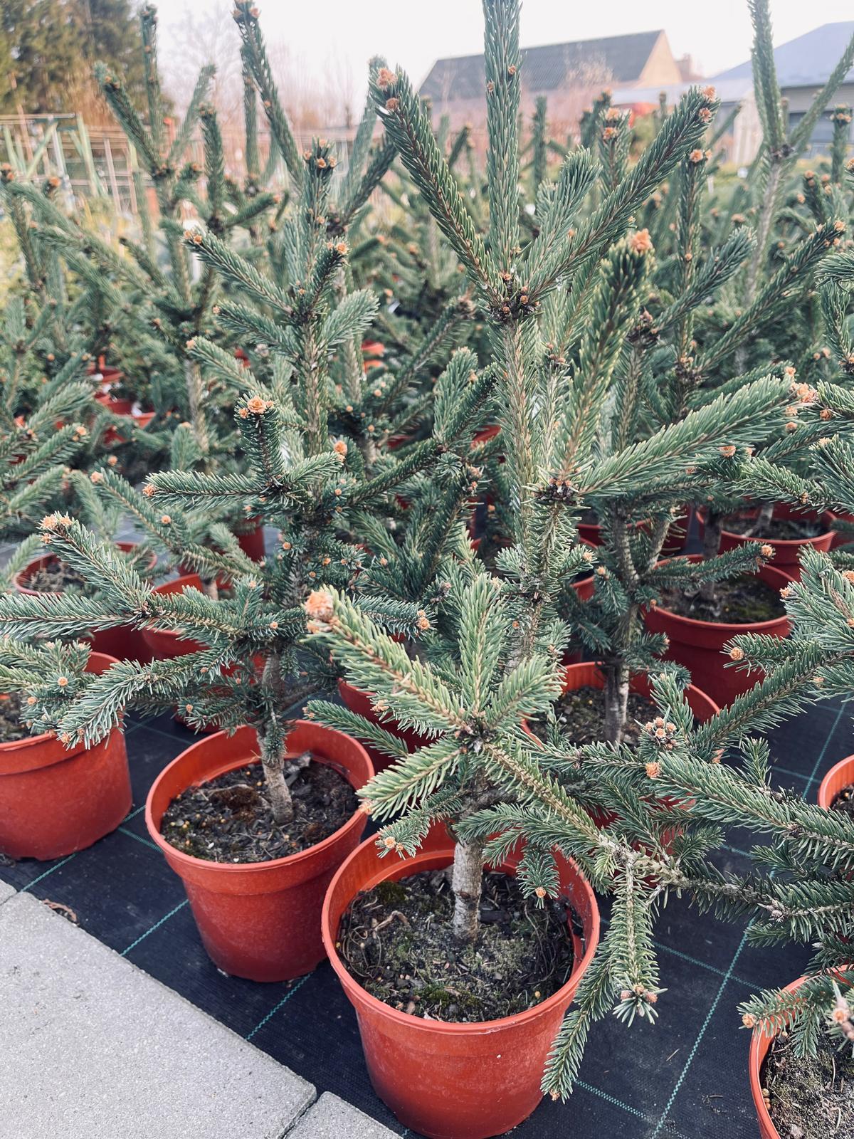 plant012 - Szkółka Ula Milczanowska